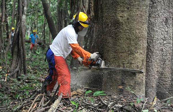 Inpe mostra crescimento do desmatamento na Amaz&ocirc;nia Legal ( Agência Brasil)