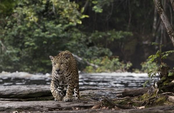 Cena do filme 'Amaz&ocirc;nia', que tem dire&ccedil;&atilde;o de Thierry Ragobert ( Divulgação)