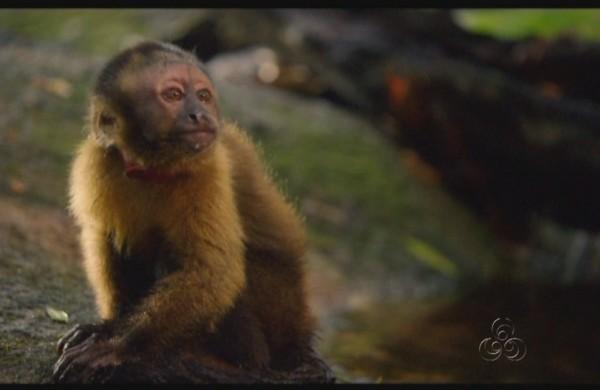 Cena do filme 'Amaz&ocirc;nia', que tem dire&ccedil;&atilde;o de Thierry Ragobert ( Divulgação)