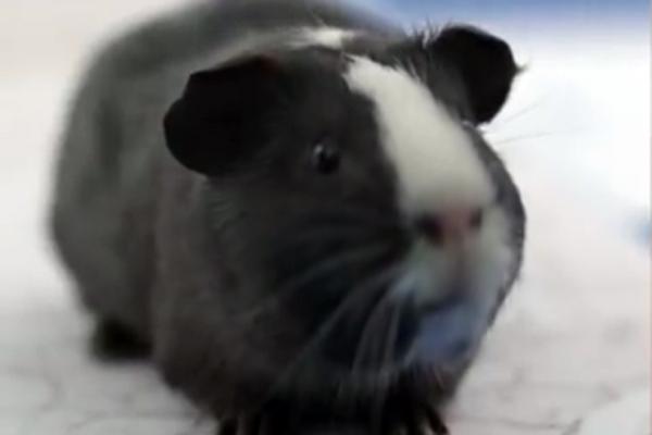 O animal, de pelo preto e focinho branco, foi batizado de Sra. Shiva ( Divulgação)