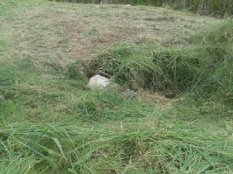 Vaca ficou atolado em c&oacute;rrego do bairro &Eacute;den, em Sorocaba ( Divulgação)