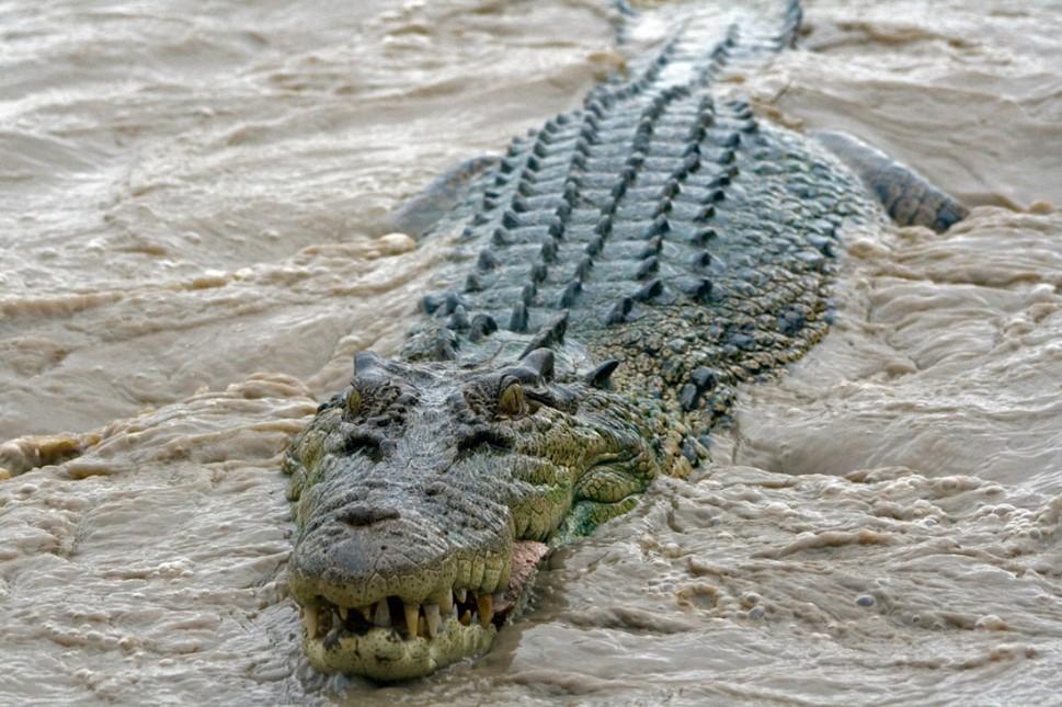 Restos humanos foram encontrados no est&ocirc;mago de um crocodilo-marinho, como o da foto, de 5 metros de comprimento ( Cedoc/RAC)