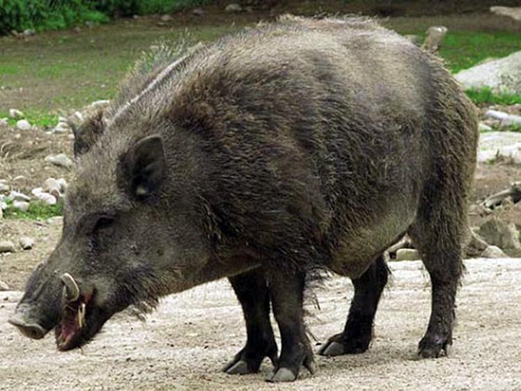 Javaporco &eacute; resultado do cruzamento do porco dom&eacute;stico com o javali ( Divulgação)