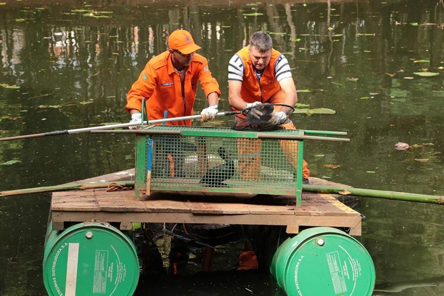 Cinco bigu&aacute;s foram resgatados em adufa da lagoa do Bosque Manoel Jorge, em Nova Odessa ( Divulgação)