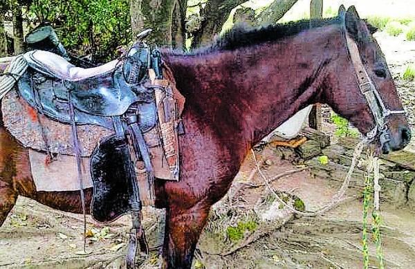 Segundo apurou a reportagem, o cavalo &eacute; do pai do traficante ( Divulgação)