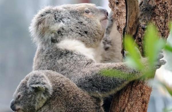 Estudiosos conclu&iacute;ram que os animais perdem substancial calor corporal em contato com os troncos das &aacute;rvores quando faz calor ( Reprodução)