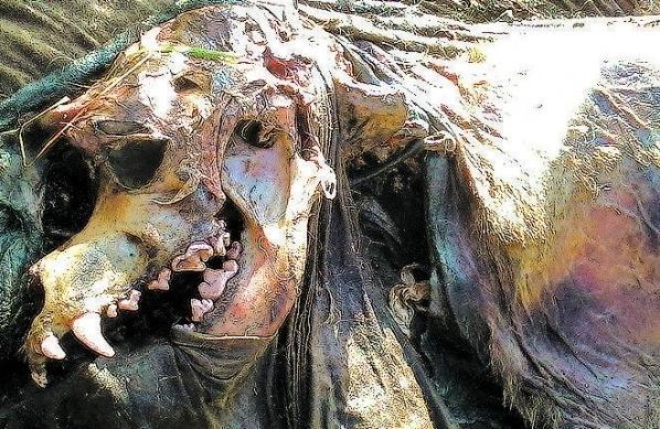 Segundo veterin&aacute;ria, trata-se do corpo de um cachorro de grande porte  ( Divulgação)