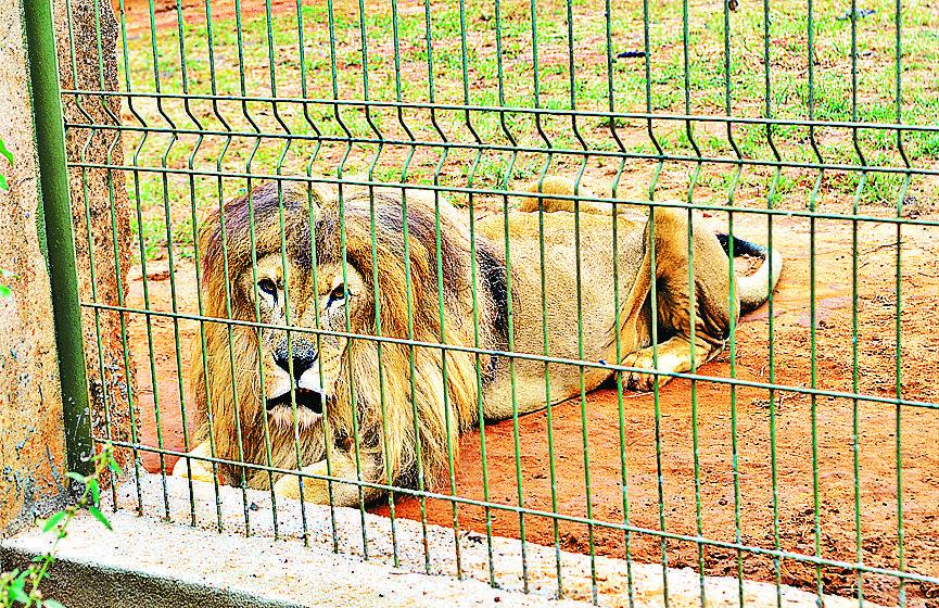 Le&atilde;o Panta no Zoo de Americana: acusa&ccedil;&atilde;o de abandono foi encaminhada ao Ibama e a Pol&iacute;cia Ambiental (João Carlos Nascimento/O Liberal )