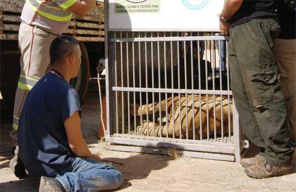 Le&atilde;o Panta passou por exames antes de voltar para zool&oacute;gico ( Divulgação)