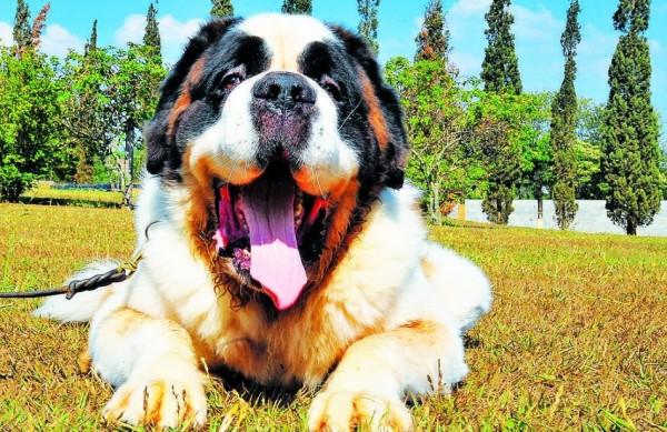 Beethoven Neto, que assume os trabalhos no Giovannetti ap&oacute;s a morte de seu pai ( Leandro Ferreira/AAN)