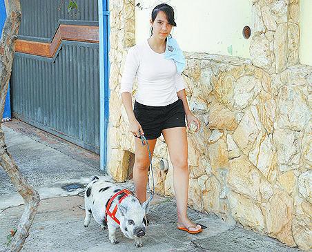 Porquinho passeia em Piracicaba ( Del Rodrigues/ Gazeta de Piracicaba])