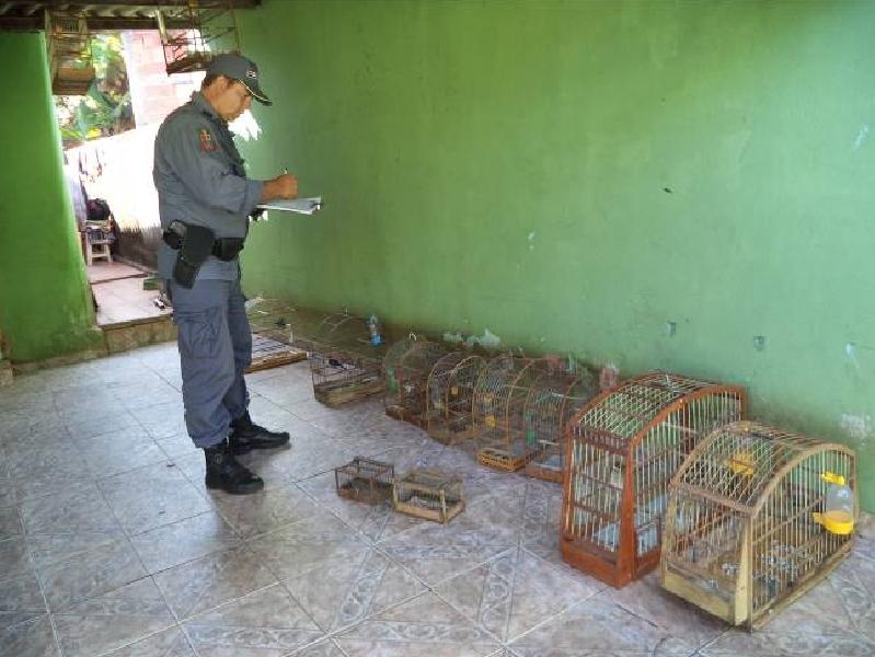 228 aves foram apreendidas em opera&ccedil;&atilde;o da Pol&iacute;cia Ambiental ( Divulgação)