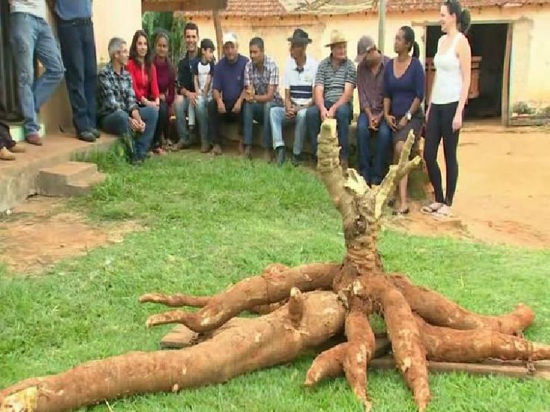 Foram necess&aacute;rios seis homens para colher a mandioca gigante de Ara&ccedil;oiaba da Serra ( Reprodução)