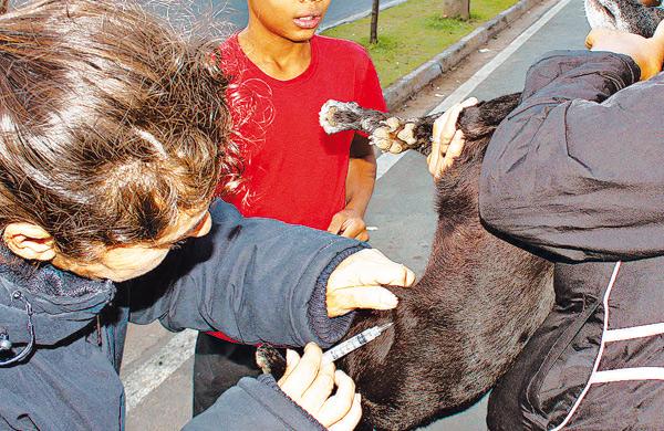 Em 2013 foram vacinados 11.890 animais na zona rural; donos devem ficar atentos ao calend&aacute;rio deste ano (Cedoc/ RAC)