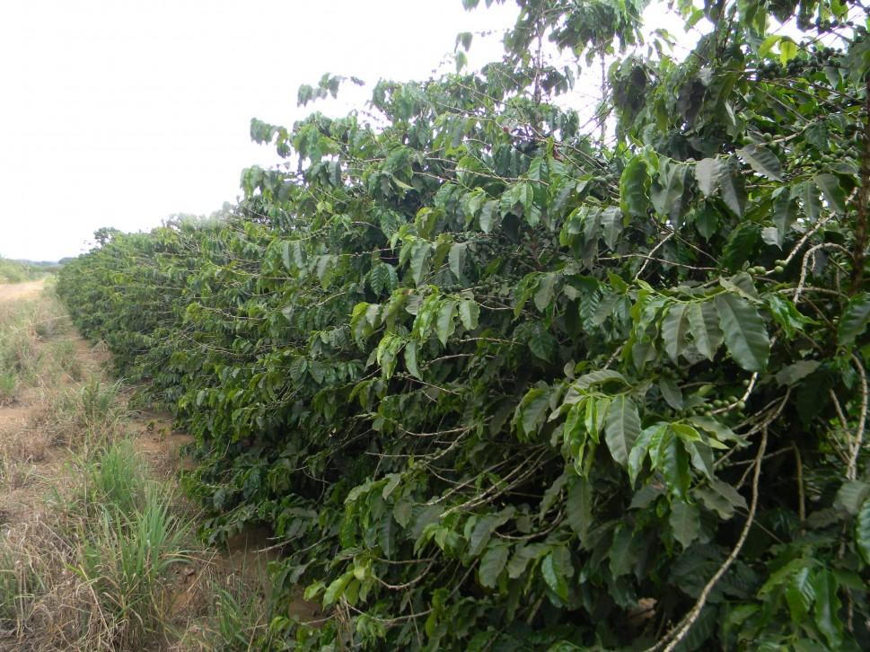 O Estado de S&atilde;o Paulo tem 162.832 hectares plantados com caf&eacute; (Renê Moreira)