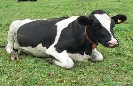Sintomas foram observados quando a vaca esperava abate no frigor&iacute;fico da JBS Friboi (Foto ilustrativa/ reprodução)
