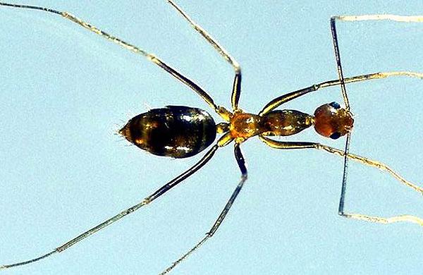 Cientistas do Brasil e dos Estados Unidos v&atilde;o buscar novas mol&eacute;culas capazes de destruir fungos, parasitas e, quem sabe, at&eacute; c&eacute;lulas cancer&iacute;genas (AFP)