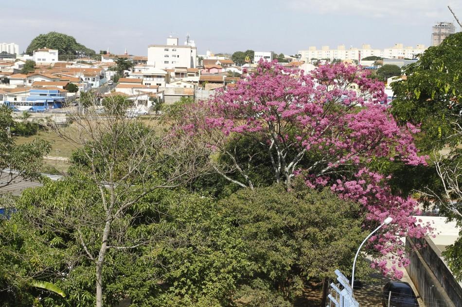 Ip&ecirc;-roxo se destaca na paisagem no Taquaral, em Campinas ( Gustavo Tilio/Especial para a AAN)