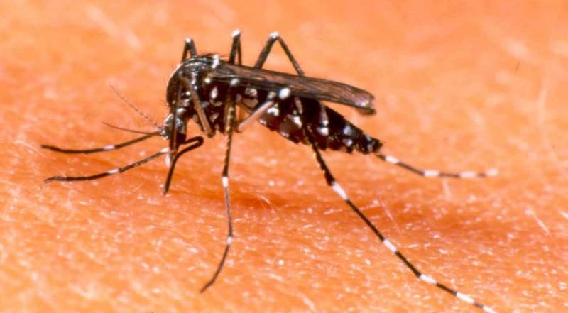 O mosquito Aedes aegypti transmite a dengue e a febre chikungunya (Divulga&ccedil;&atilde;o)