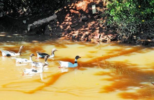 Apesar de baixa vaz&atilde;o, patos puderam ser vistos no Atibaia, domingo  (Dominique Torquato /AAN)