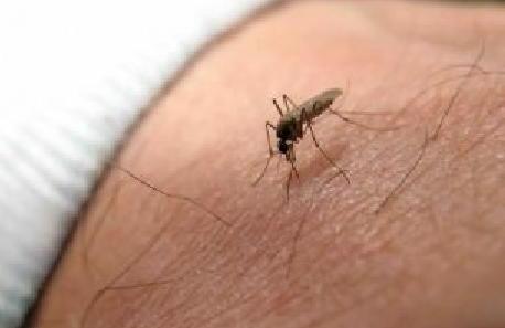 Combate ao mosquito Aedes aegypti, que transmite a dengue, será maior (Divulgação)