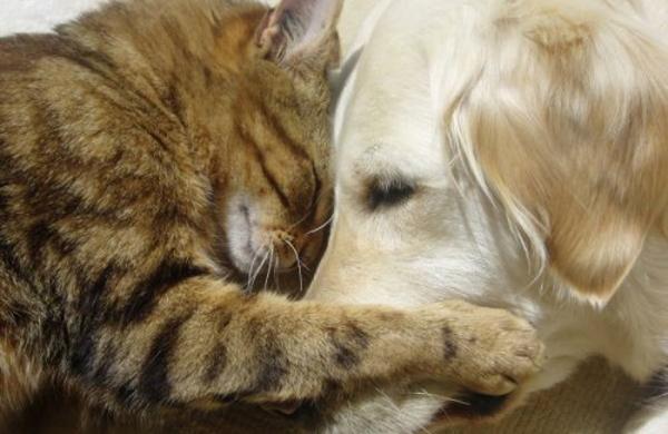 C&atilde;es e gatos ser&atilde;o cadastrados em Nova Odessa (Divulga&ccedil;&atilde;o)