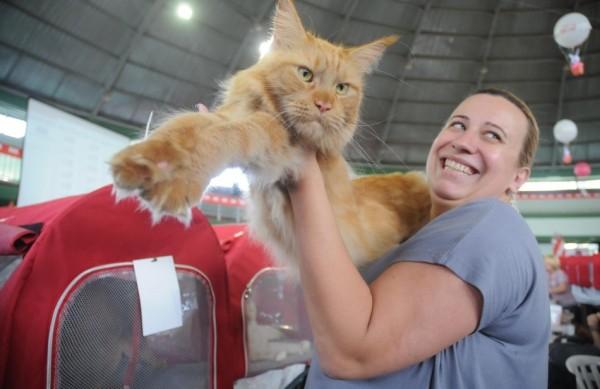 A expositora Jacy Moura com seu gato Iron Man, de 1 ano e 8 meses ( Edu Fortes/AAN)