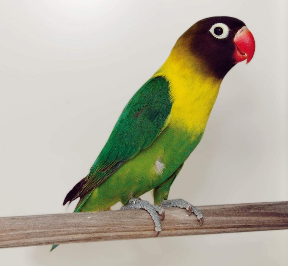 Agapornis &eacute; uma das aves que participam do campeonato em Itatiba ( Divulgação)