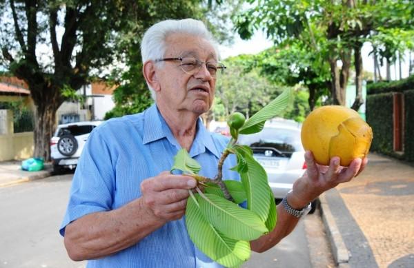 Elias mostra o fruto da flor-de-abril, que pode pesar at&eacute; 1,5kg: perigo (Elcio Alves/ AAN )