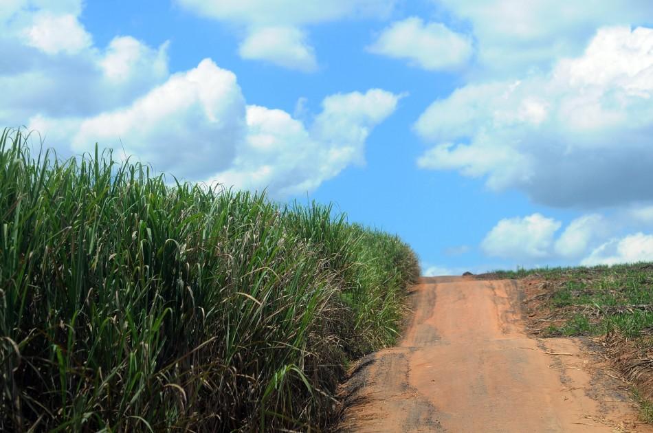 Estiagem afeta as planta&ccedil;&otilde;es de cana e etanol tem alta de 6% em apenas um m&ecirc;s ( Dominique Torquato/AAN)