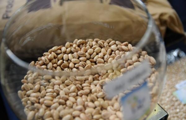 Grãos do novo feijão, o cultivar número mil do Agronômico (Érica Dezonne/AAN)