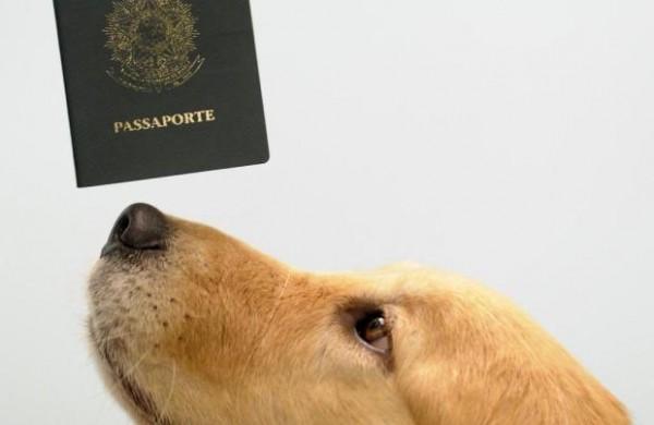 O documento &eacute; uma alternativa ao Certificado Veterin&aacute;rio Internacional (CVI), que era o &uacute;nico existente anteriormente ( Divulgação)