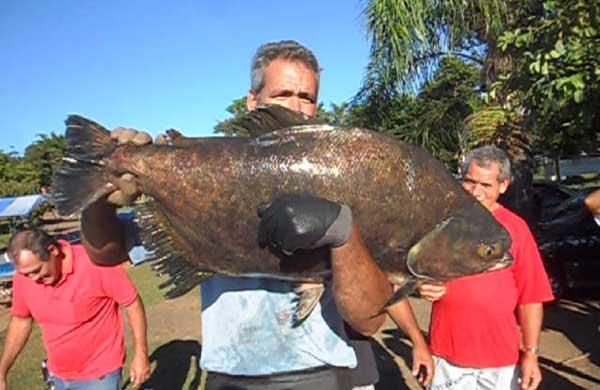 Peixe n&atilde;o pode ser comido por causa da polui&ccedil;&atilde;o na represa ( Divulgação)