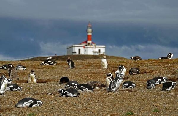Para&iacute;so dos pinguins de Magalh&atilde;es, ilha Magdalena est&aacute; amea&ccedil;ada pelo aquecimento global (France Press)
