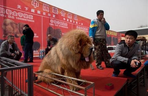 Ra&ccedil;a passou a ser muito cobi&ccedil;ada pelos milion&aacute;rios chineses e virou s&iacute;mbolo de status social. (France Press)