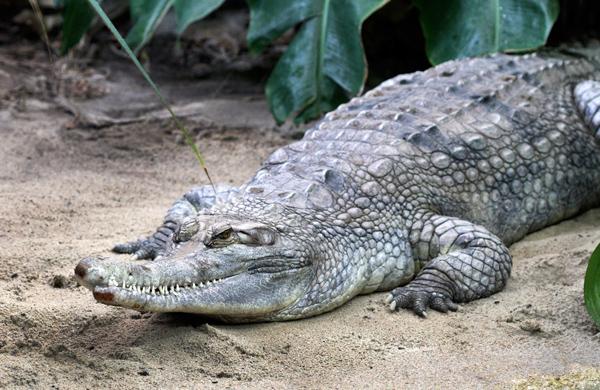 Os dois s&atilde;o da esp&eacute;cie gavial-da-mal&aacute;sia (Tomistoma schlegelii) (France Press)