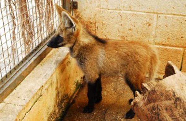Dois filhotes machos nascidos no zoo receberão o nome neste sábado ( Divulgação)