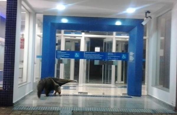 Banco, recém-inaugurado fica na Avenida Bandeirantes, no Centro (Everton Santos)