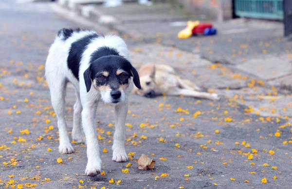 Cães em rua no distrito de Sousas: entidade estima que existam entre 60 e 80 mil animais que precisam ser castrados, sendo 15 mil abandonados ( Dominique Torquato/AAN)
