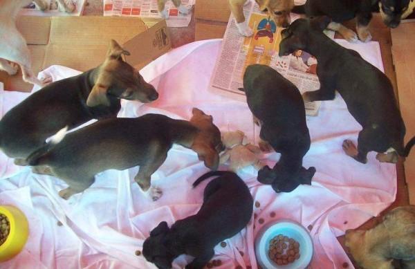 Atualmente, o grupo voluntário atende uma média de 200 animais ( Divulgação)