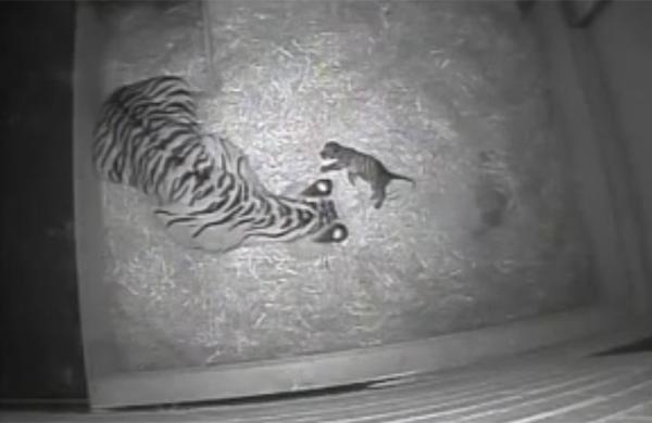 Câmera flagra momento do nascimento de um tigre de Sumatra (Reprodução)
