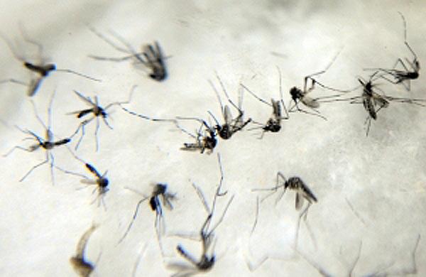 Combate ao mosquito da dengue é preocupação no início do Verão (Agência Brasil)