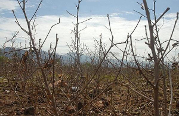Brasil pode enfrentar aumento de até 7°C na temperatura (Agência Brasil)