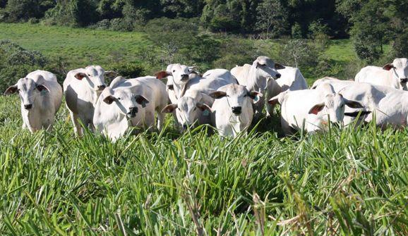 A genética contribuiu para o fortalecimento da pecuária regional ( Cedoc/RAC)