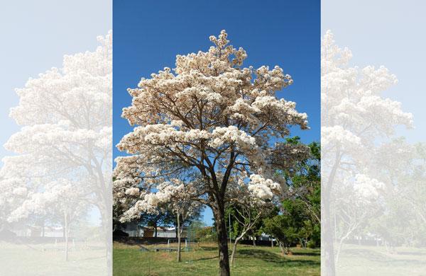 Ipê explodindo em flores na Praça Vinícius de Moraes no Jardim Eulina (Neusa Ming Hallais/Foto do Leitor)