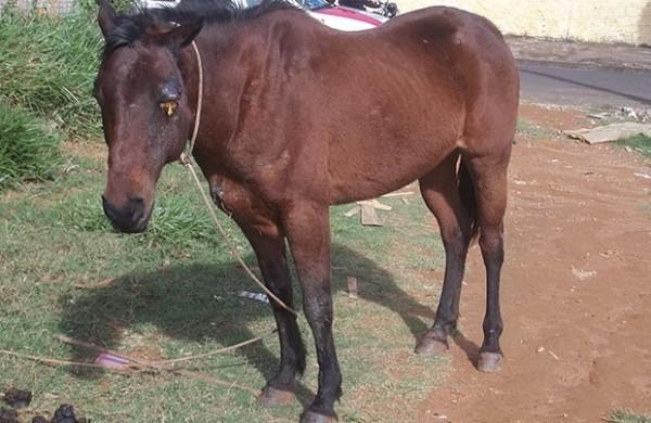 Ao ser encontrado, o cavalo quase que não parava em pé (Renê Moreira)