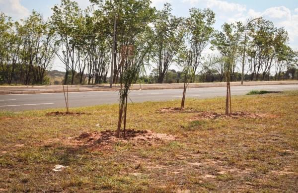 Palmeiras imperiais foram replantadas no lugar de origem (Patrícia Lacerda)