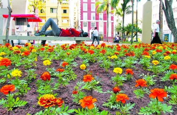 O canteiro florido muda o cenário do Largo das Andorinhas, no Centro (Gustavo Tilio/Especial para AAN )