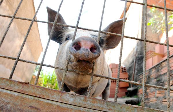 Porco Valadão fiscaliza quem se aproxima do portão (Dominique Torquato/AAN)