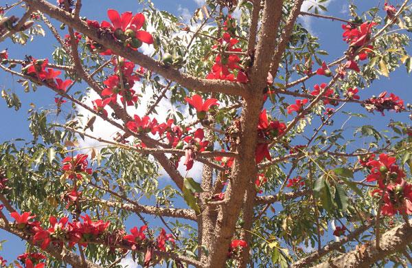 Flores vermelhas, cores fortes, alegria no ar dentro do Parque das Águas (Flávia Rodrigues de Lima/Foto do Leitor)